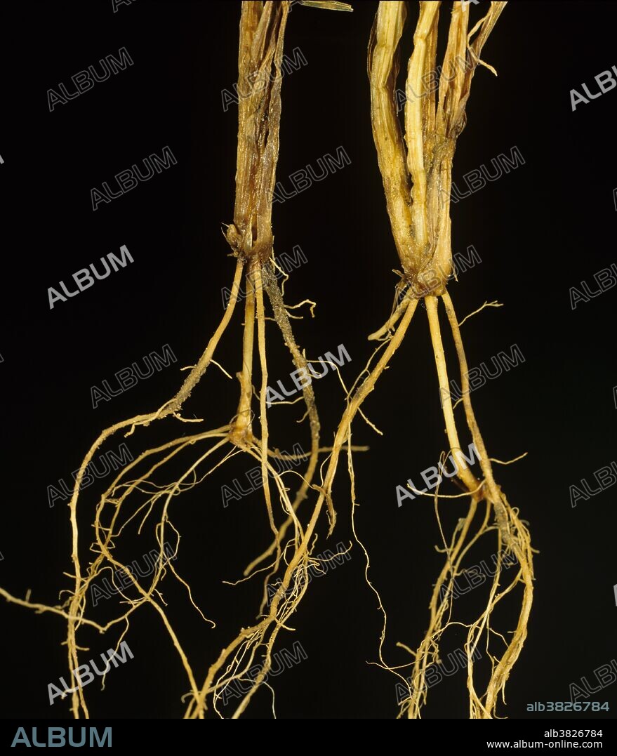 Pink Snow Mold (Michrodium nivale) and complex disease on the roots and stem base of wheat seedlings.