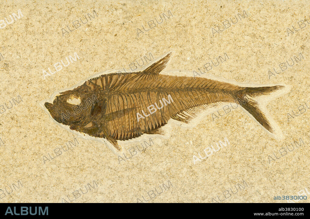 Fossil fish (Diplomystus dentatus) from the Eocene age found in the Green River Formation, Kemmerer, Wyoming.