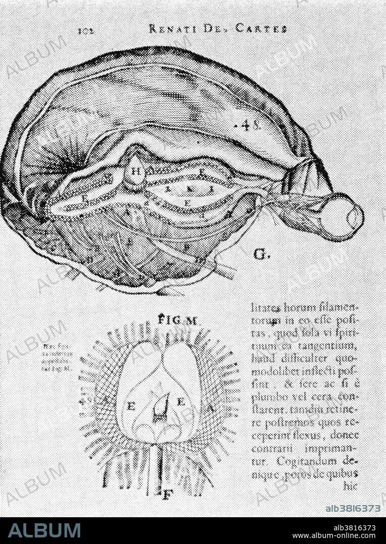 Drawing of the brain and pineal gland from a physiology textbook by Rene Descartes. Descartes believed that the pineal gland is where the human soul resides. Aside from his influential thinking, Descartes made important contributions to mathematics, physiology, and optics. He also wrote a compendium of music and was the greatest of 17th century French philosophers.