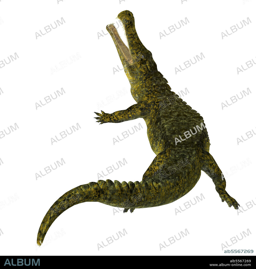 Sarcosuchus reptile, rear view. Sarcosuchus was a carnivorous aquatic crocodile that lived in Africa during the Cretaceous Period.