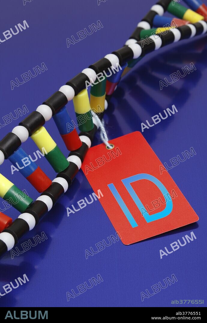 DNA double helix color-coded model with an ID tag attached. Black: deoxyribose, white: phosphate group, green: adenine, yellow: thymine, red: cytosine, blue: guanine.