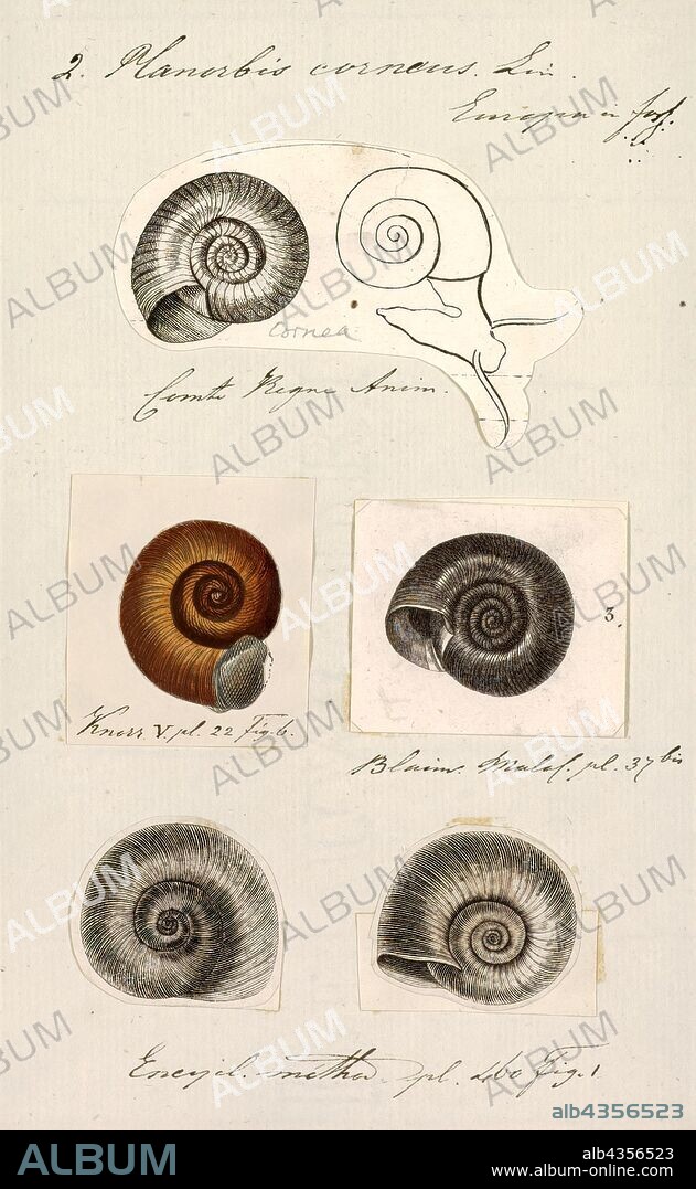 Planorbis corneus, Print, Planorbarius corneus, common name the great ramshorn, is a relatively large species of air-breathing freshwater snail, an aquatic pulmonate gastropod mollusk in the family Planorbidae, the ram's horn snails, or planorbids, which all have sinistral or left-coiling shells.