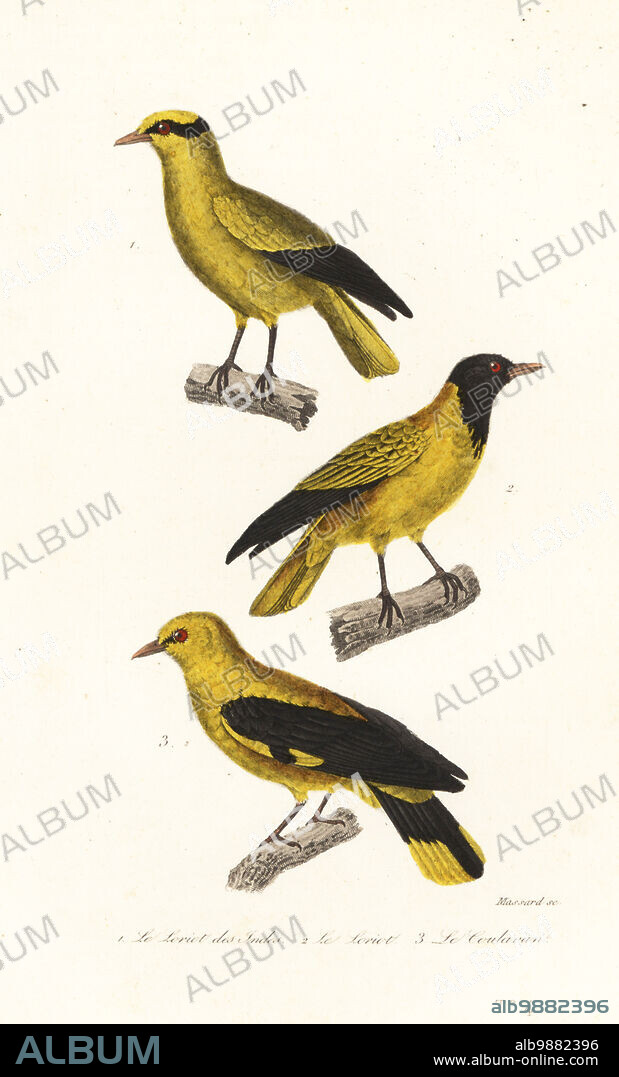 Black-naped oriole, Oriolus chinensis diffusus 1, golden oriole, Oriolus oriolus 2, and Indian golden oriole, Oriolus kundoo 3. Le loriot des Indes, Oriolus indicus, le loriot, Oriolus galbula, le coulavan, Oriolus chinensis. Handcoloured steel engraving by Leopold Massard from Achille Richard's Oeuvres Completes de Buffon, Pourrat Freres, Paris, 1839.