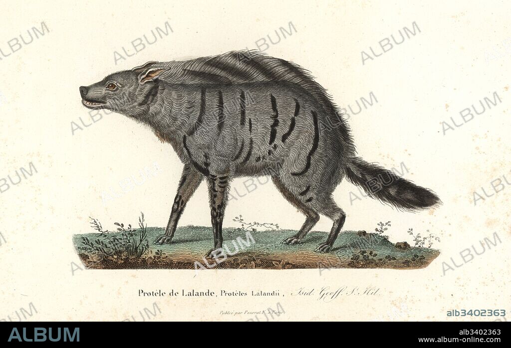 Aardwolf, Proteles cristata (Proteles lalandii). Handcoloured copperplate engraving from Rene Primevere Lesson's Complements de Buffon, Pourrat Freres, Paris, 1838.