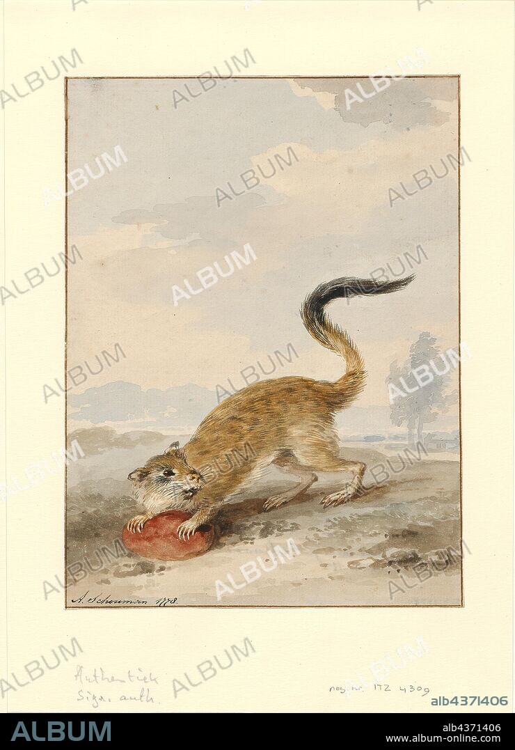 Pedetes capensis, Print, The South African springhare (Pedetes capensis), or springhaas in Afrikaans, is not actually a hare, but a rodent. It is one of two living species in the genus Pedetes, and is native to southern Africa. Formerly, the genus was considered monotypic and the East African springhare (P. surdaster) was included in P. capensis. Though the species look alike at a casual glance, scientific study can easily determine which is which., 1710-1792.
