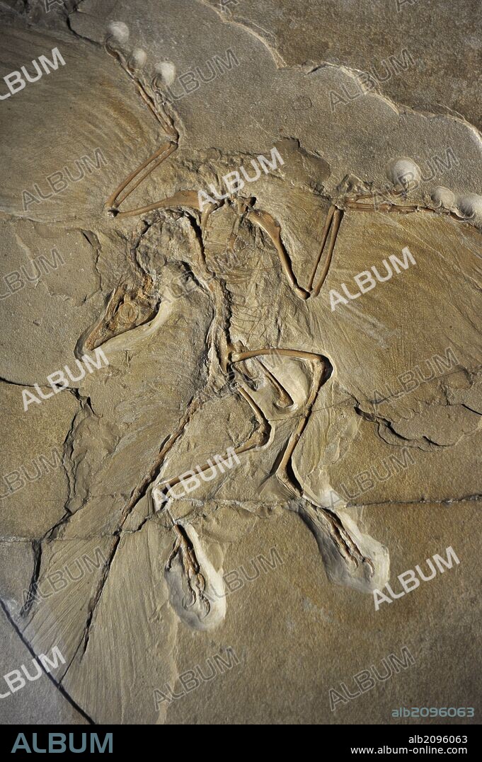 Archaeopteryx. Género de aves (las más primitivas conocidas), que vivieron en el Jurásico Superior (hace aproximadamente 150,8 y 145,5 millones de años, en el Tithoniense), en lo que hoy es Alemania. Fosil procedente de Eichstatt, Alemania. Museum fur Naturkunde. Berlin. Alemania. Europa.