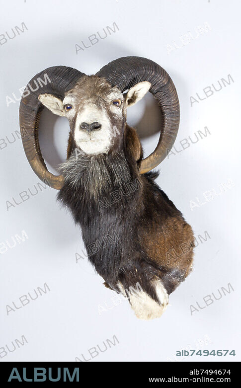 Chasse / Décoration / Animal
Mouflon d'Amérique  en trophée de chasse
Collection privée.