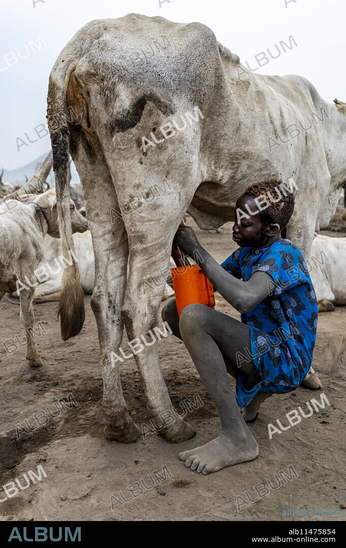 Young boy from the Mundari tribe milking a cow, South Sudan, Africa.