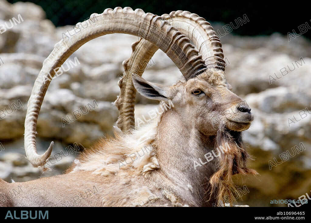 Nubian Ibex (Capra ibex nubiana), an endangered species native to the Nubian Desert of northeast Sudan in Africa. Captive individual at Fort Worth Zoo, Fort Worth, Texas.