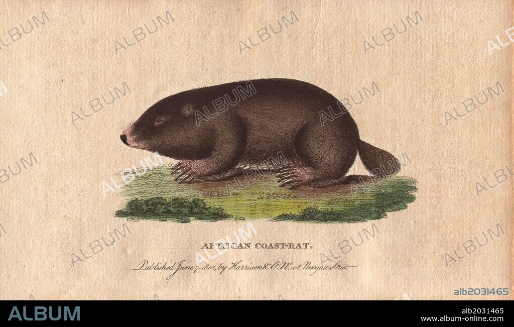 African coast rat, Cape mole rat, African mole rat or sand mole. . Georychus capensis (Mus myotalpa maritima). . "The flesh is by some travellers considered as good eating. Indeed there is scarcely anything eatable which some do not consider good and even delicious.". . Handcoloured copperplate engraving from "The Naturalist's Pocket Magazine; or, Complete Cabinet of the Curiosities and Beauties of Nature" (1798~1802) published by Harrison, London.