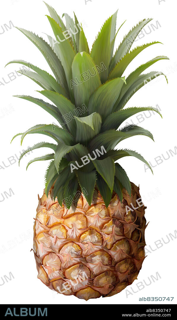 Queen pineapples are rather small. Their yellow flesh is firmer, less acidic, and slightly drier than the cayenne variety, and not quite as sweet.