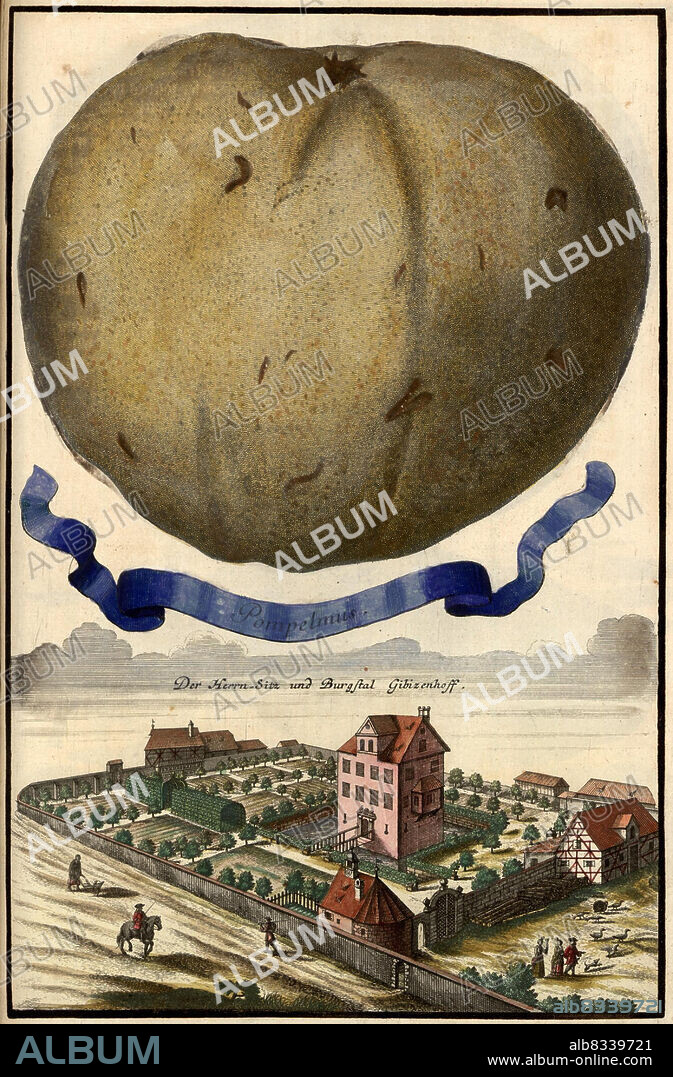 Pompelmus und Burgstall Gibizenhof, Gibitzenhof, Gartengestaltung, Nºrnbergische Hesperides von Johann Christoph Volkamer, 1710 / garden, Illustration from Nºrnbergische Hesperides garden, 1710, Historisch, historical, digital improved reproduction of an original from the 18th century / digital restaurierte Reproduktion einer Originalvorlage aus dem 18. Jahrhundert, genaues Originaldatum nicht bekannt.
