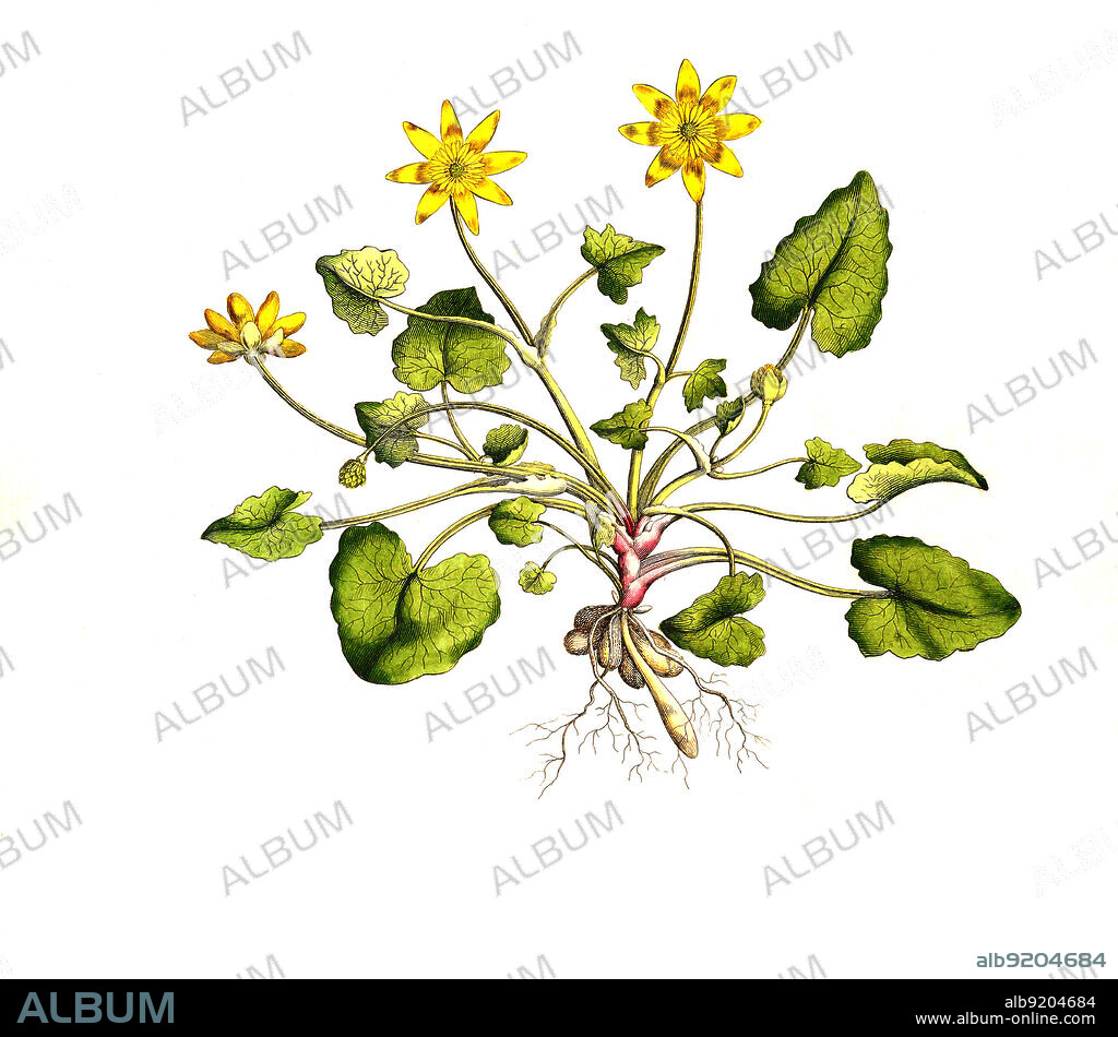 Scharbockskraut, Ficaria verna, Syn. Ranunculus ficaria L., auch Feigwurz oder Frühlings-Scharbockskraut / Ficaria verna, formerly Ranunculus ficaria L., commonly known as lesser celandine or pilewort, historical, digital improved reproduction of an original from the 19th century / digital restaurierte Reproduktion einer Originalvorlage aus dem 19. Jahrhundert, genaues Originaldatum nicht bekannt.