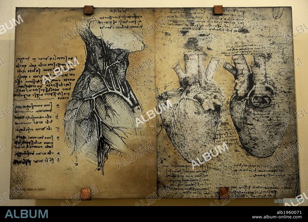 Cardiovascular system's drawing. In 1513 Leonardo da Vinci to study the heart and the circulatory system through animal dissections. Windsor, Royal Library 19073, 1510-1513. The Science and Technology Museum Leonardo da Vinci. Milan. Italy.