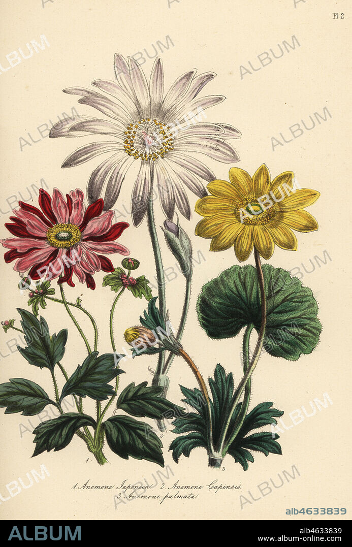 Anemone species: Japanese anemone, Anemone japonica, Cape anemone, Anemone capensis, and yellow anemone, Anemone palmata. Handfinished chromolithograph by Noel Humphreys after an illustration by Jane Loudon from Mrs. Jane Loudon's Ladies Flower Garden or Ornamental Greenhouse Plants, William S. Orr, London, 1849.