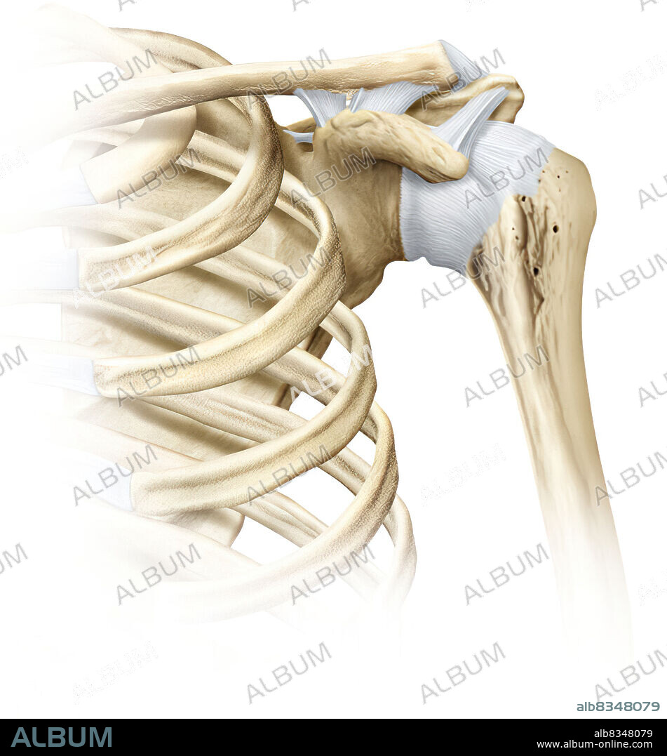 Allows movement in many directions; the ball- and-socket joint of the shoulder enables the humerus to flex and extend, to rotate, and to draw near and draw away from the trunk.