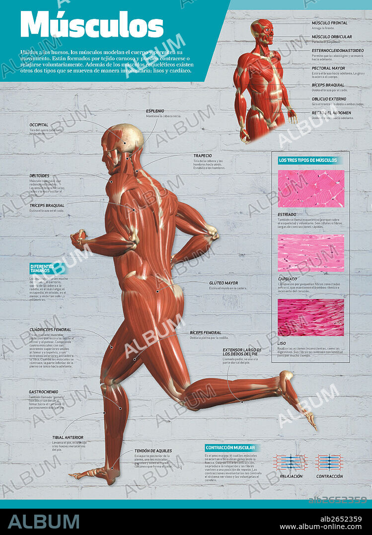 MUSCULOS. Infografía de los músculos del cuerpo humano. Tipos de músculos y detalle de los principales.