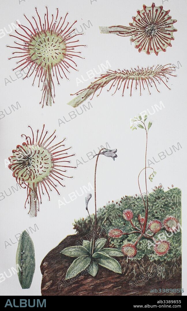 Drosera rotundifolia, round-leaved sundew, common sundew and Pinguicula vulgaris, the common butterwort, historical illustration, 1880.