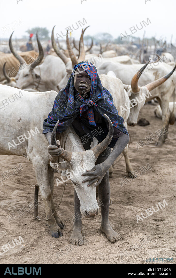 Man of the Mundari tribe cleaning a cow, South Sudan, Africa.