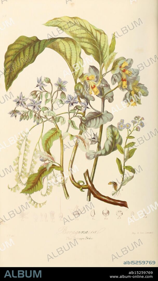 Illustrations of the Natural Orders of Plants with Groups and Descriptions London, Sampson Low, Son, and Marston, 1868 Botany, Pictorial Works, Women in Science, Elizabeth Twining, The illustration features a botanical study of the Boraginaceae family, showcasing a variety of plants. Prominently displayed are intricately detailed leaves and small, colorful flowers, arranged in a naturalistic composition. Below the main illustration, several small sketches depict different stages of the plants' growth, highlighting their unique features. The overall design emphasizes the beauty and complexity of botanical life, with careful attention to the textures of the leaves and the delicate shapes of the flowers.