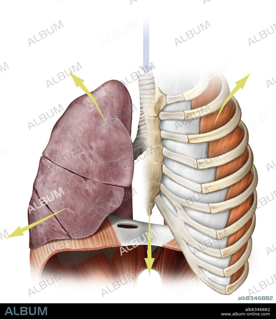 Inhalation brings the outside air into the lungs. It is caused by the contraction of the respiratory muscles (diaphragm, intercostal muscles), which expand the rib cage and increase the pulmonary volume.