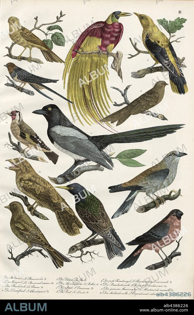 Birds: buntings, finches, ravens, racks, starlings, oriole, birds of paradise, swallows, sailors, night swallows, 1. The Yellowhammer, 2. The Bullfinch, 3. The Chaffinch, 4. The Distal Finch, 5. The Magpie, 6. The Almond Crow, 7. The Staar, 8. The Golden Oriole, 9. The Great Bird of Paradise, 10, The Barn Swallow, 11. The Common Swift, 12. The Night Swallow, pl. III, Heinrich Rudolf Schinz: Abbildungen aus der Naturgeschichte. Zürich: bei Friedrich Schulthess, [1824].