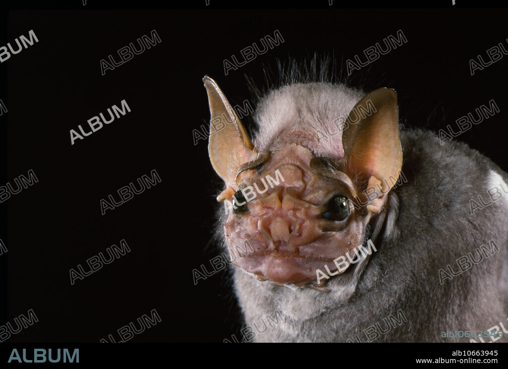 Wrinkle-faced Bat, Centurio senex
