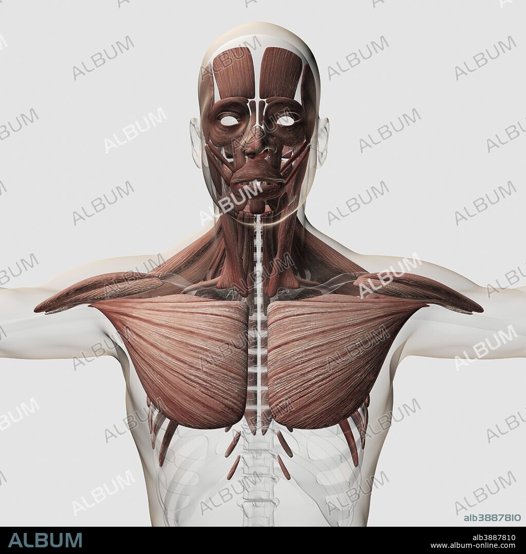 Anatomy of male muscular system, side view.