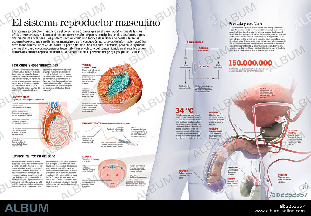 El sistema reproductor masculino. Infografía del sistema reproductor masculino y de la función de los órganos que lo constituyen.