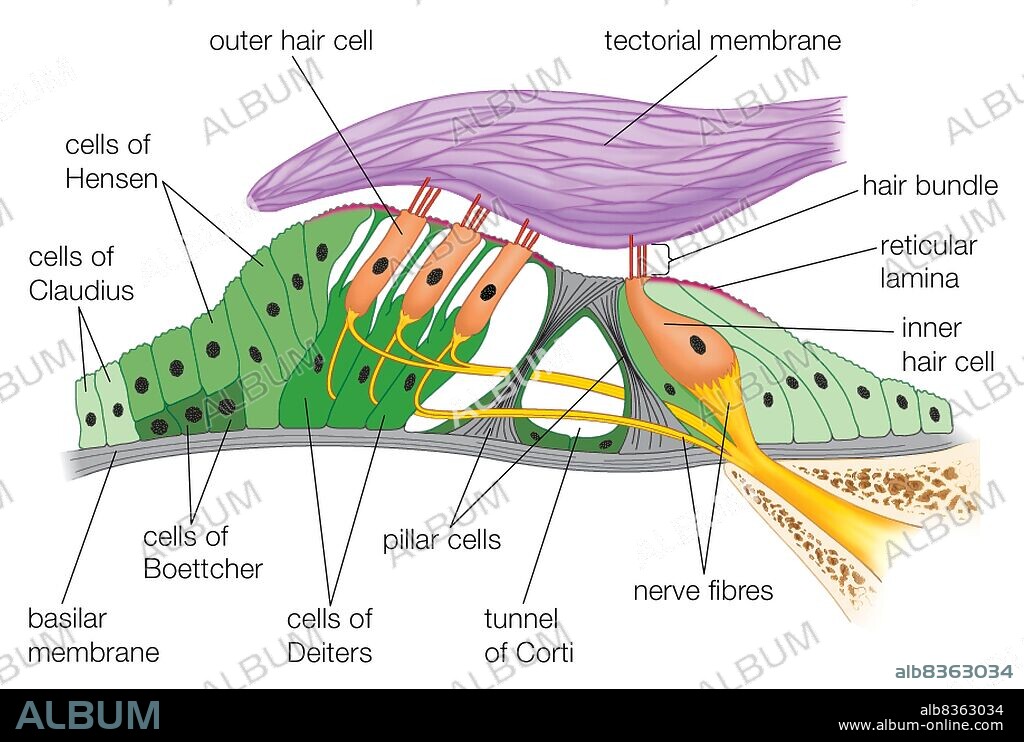 Structure of the organ of Corti.