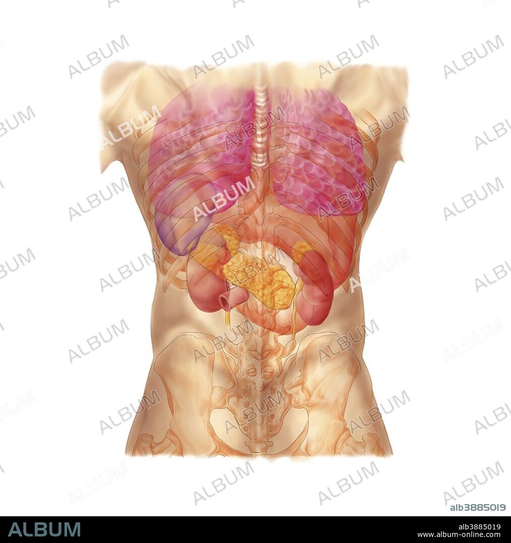 Abdominal quadrants, posterior view with internal organs and rib cage.