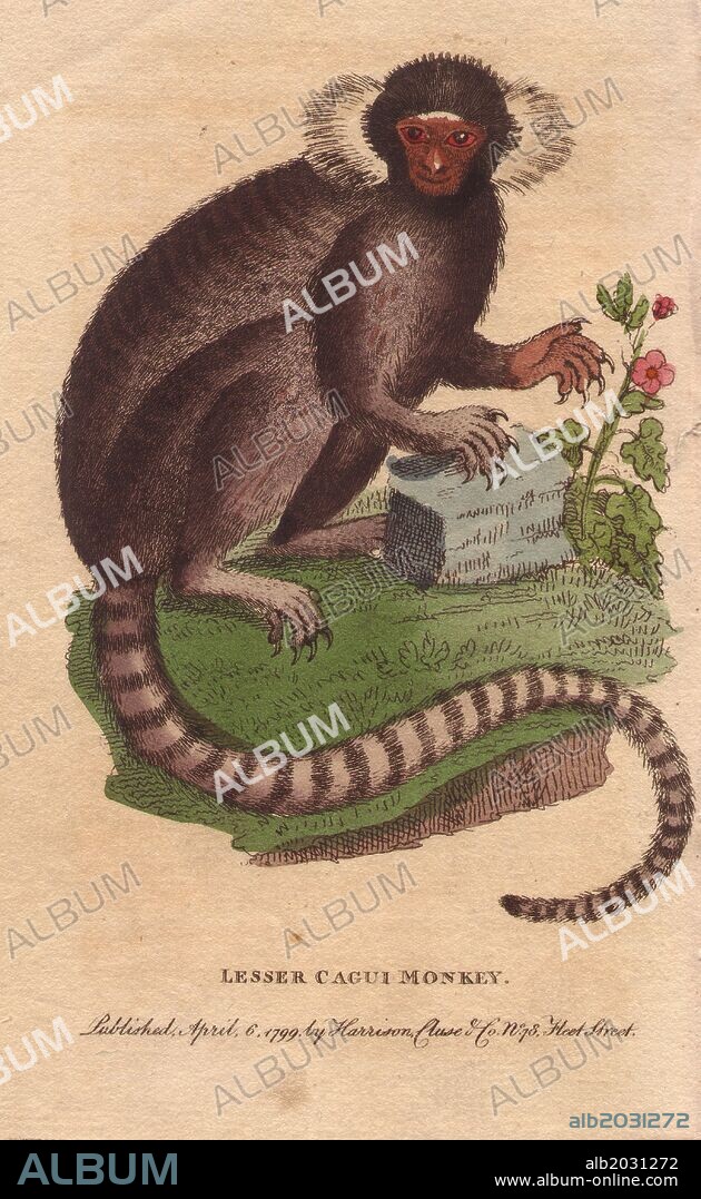Lesser cagui monkey (sagui or marmoset) . . Callithrix jacchus. . Copied from an illustration by George Edwards from his "Gleanings". The owner of the marmoset, Mrs. Kennon, told Edwards that, "once, when let loose, he suddenly snatched a Chinese Gold Fish out of a bason of water, which he killed and greedily devoured.". . Handcoloured copperplate engraving from "The Naturalist's Pocket Magazine; or, Complete Cabinet of the Curiosities and Beauties of Nature" (1798~1802) published by Harrison, London.