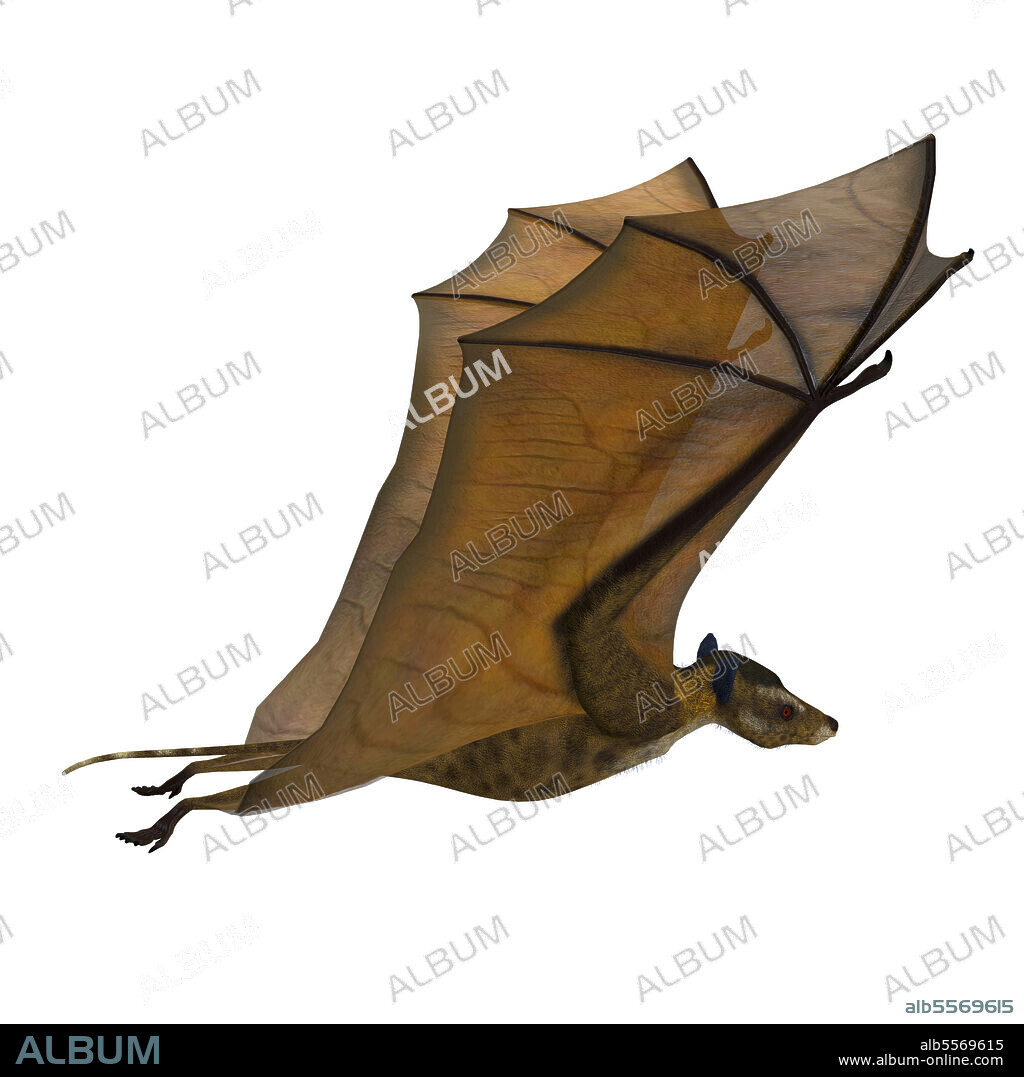 Icaronycteris bat with wings up. Icaronycteris index is the first bat known to science and lived in North America in the Eocene Period.
