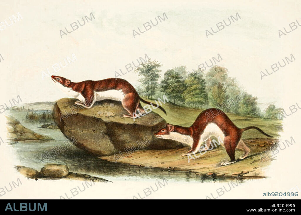 Mauswiesel, Mustela nivalis, auch Zwergwiesel oder Kleinwiesel, digital restaurierte Reproduktion einer Originalvorlage aus dem 19. Jahrhundert, genaues Originaldatum nicht bekannt / least weasel, Mustela nivalis, little weasel, common weasel, or simply weasel, historical, digital improved reproduction of an original from the 19th century.