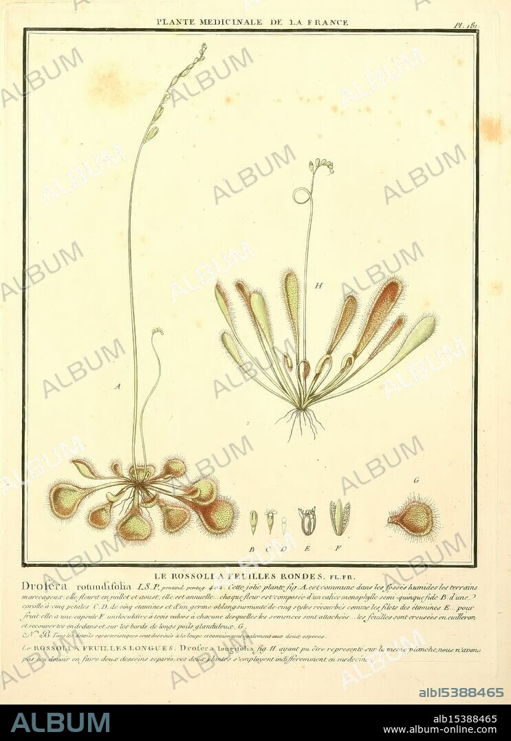 Herbier de la France, Paris, Chez l'auteur, Didot, Debure, Belin, 1780-93, France, fungi, medicinal plants, pictorial works, plants, poisonous plants, An illustration showcasing the Drosera rotundifolia, commonly known as the round-leaved sundew. The central figure displays the plant's characteristic rosette shape, featuring rounded, tentacle-like leaves that secrete a sticky substance to attract and trap insects. Surrounding the main plant are additional depictions highlighting various leaf forms and details of the plant's structure, illustrating its unique adaptations for capturing prey. Below, the label indicates its medicinal significance and classification, emphasizing its relevance in herbal medicine.