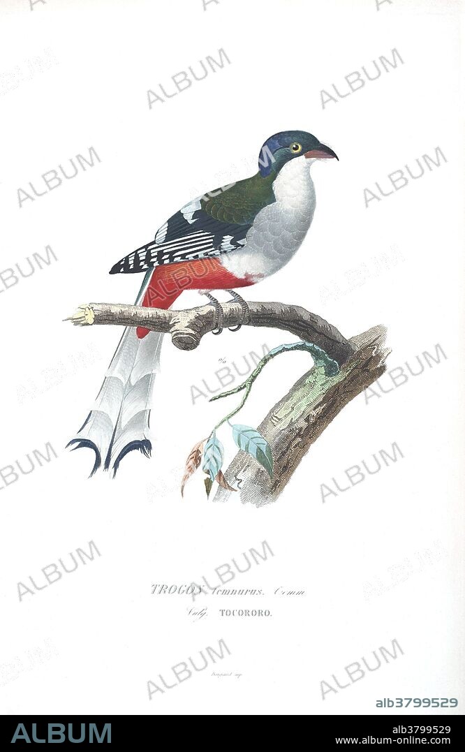 Cuban Trogon