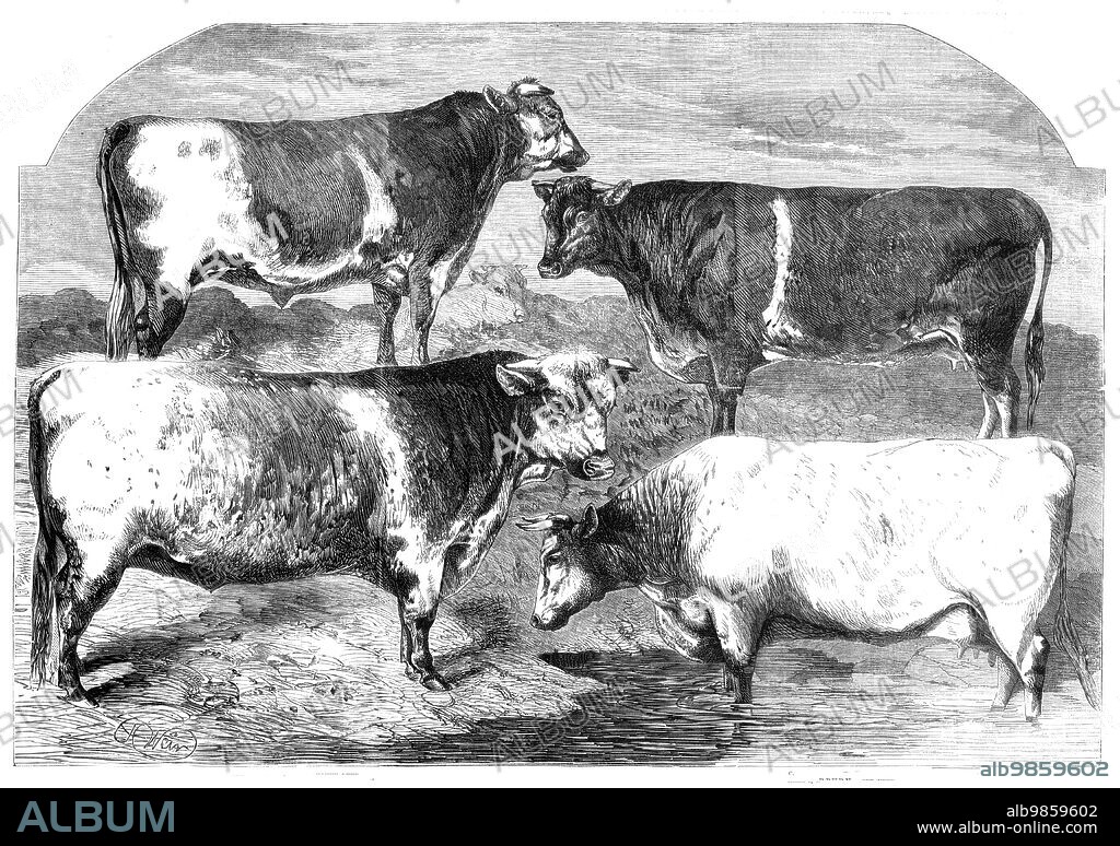 HARRISON WEIR. Prize Shorthorns at the Royal Agricultural Society's show, Canterbury, 1860. 'Class 2, Malachite, Mr. Jonathan Peel... a dark roan, nearly eighteen months old; Class 1, Royal Butterfly, Lieut.-Col. Towneley...nearly three years old, and three of his produce were entered at the Canterbury show; Class 5, Wood Rose, Mr. Henry Ambler...about two years and three months old, and a dark roan. Her crops are one of her most taking points; and she has...a nice open head and plenty of good thick flesh; Class 4, Rosette, Mr. Richard Eastwood...She was bred by Mr. Wetherell, the celebrated auctioneer...and is very little more than four years old, but with most wonderful development for her age'. From "Illustrated London News", 1860.