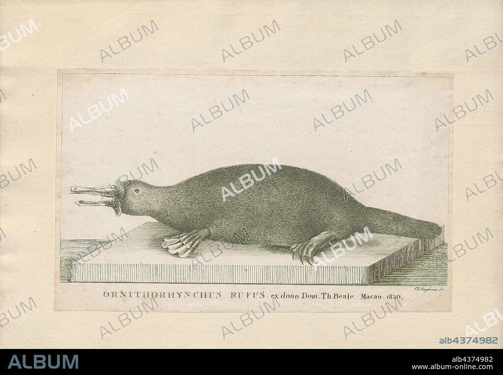 Ornithorhynchus rufus, Print, The platypus (Ornithorhynchus anatinus), sometimes referred to as the duck-billed platypus, is a semiaquatic egg-laying mammal endemic to eastern Australia, including Tasmania. The platypus is the sole living representative of its family (Ornithorhynchidae) and genus (Ornithorhynchus), though a number of related species appear in the fossil record., 1700-1880.