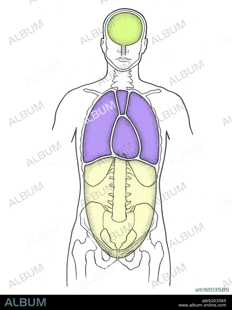 Illustration of Anterior Body Cavities