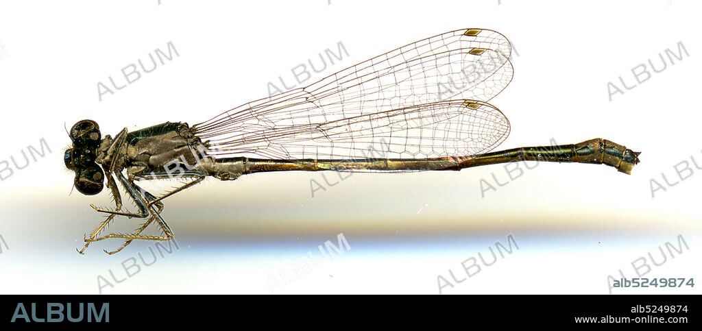 Salinas River, Monterey, California, United States, Ischnura gemina (Kennedy, 1917), Animalia, Arthropoda, Insecta, Odonata, Zygoptera, Coenagrionidae.