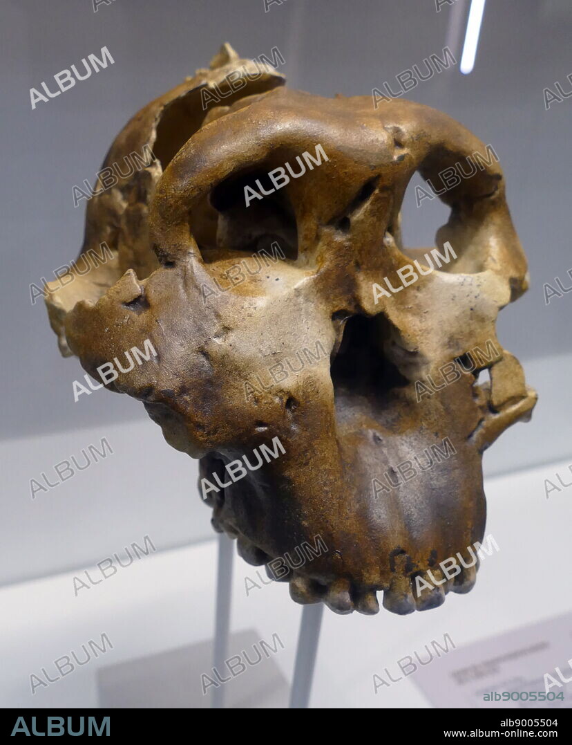 Paranthropus boisei or Australopithecus boisei, an early hominin, described as the largest of the genus Paranthropus (robust australopithecines). It lived in Eastern Africa during the Pleistocene epoch from about 2.4 until about 1.4 million years ago. First discovered by anthropologist Mary Leakey on July 17, 1959, at Olduvai Gorge, Tanzania, the well-preserved cranium (nicknamed "Nutcracker Man") was dated to 1.75 million years ago and had characteristics distinctive of the robust australopithecines3].