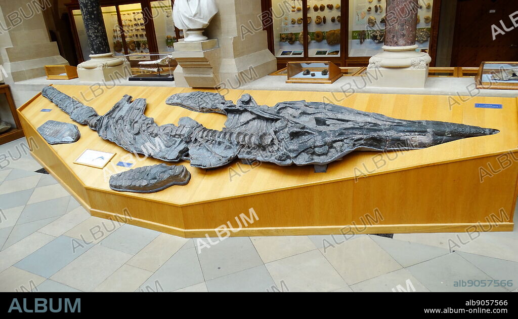 Skeleton of the Jurassic ichthyosaur Temnodontosaurus platyodon. An extinct genus of Ichthyosaurs from the Early Jurassic, ranging between 198 and 185 million years ago.