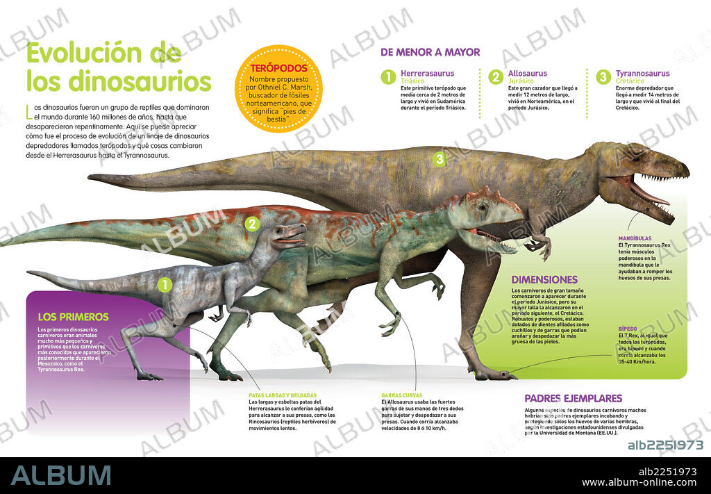 Evolución de los dinosaurios. Infografía que muestra la evolución de los dinosaurios a lo largo de la Era Mesozoica (hace 251 millones de años): desde el Herrerasaurus (período Triásico) hasta el Tyrannosaurus Rex (período Cretácico).