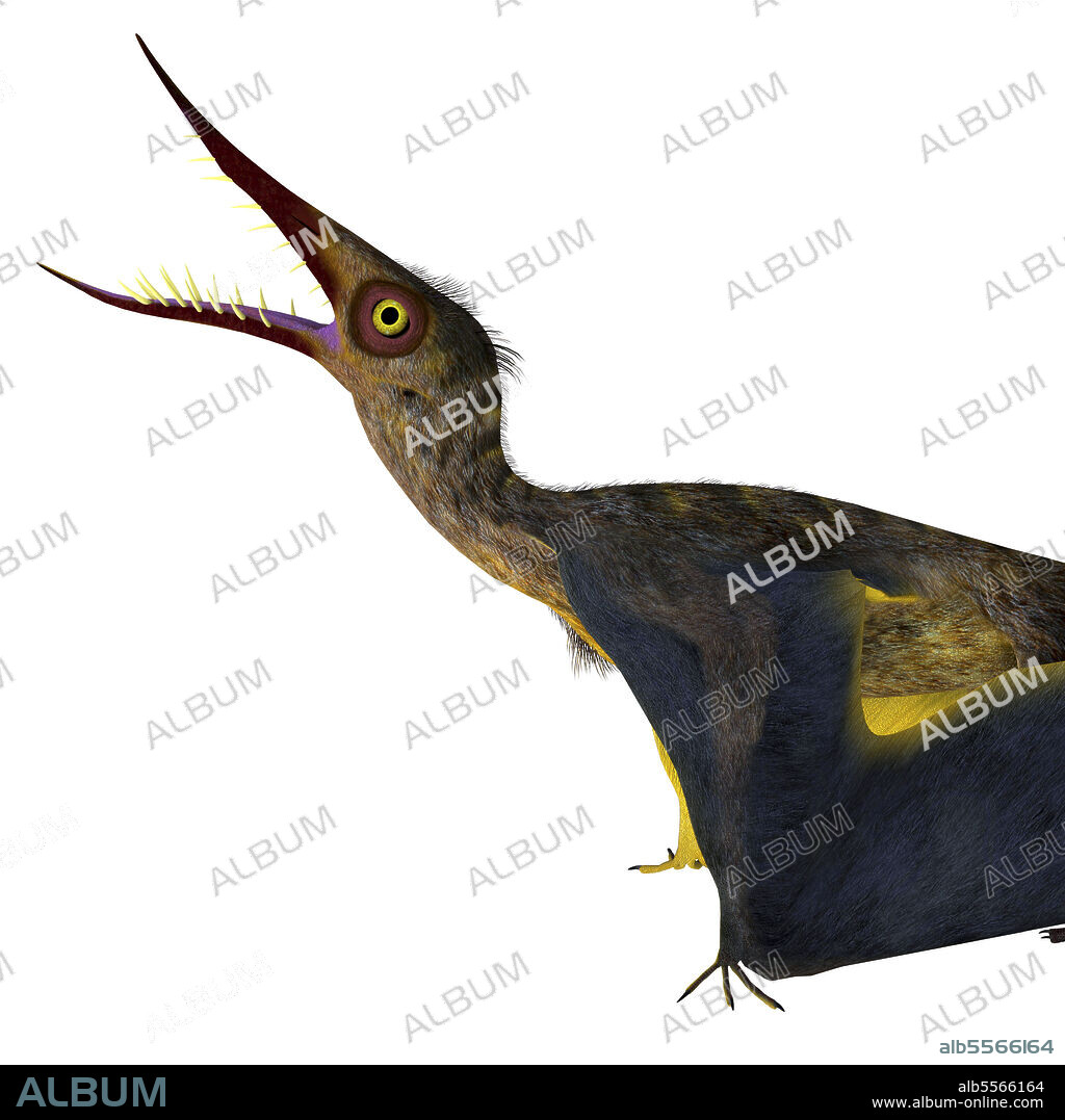 Rhamphorhynchus head with mouth open. Rhamphorhynchus was a carnivorous predatory bird that lived in Europe during the Jurassic Period.