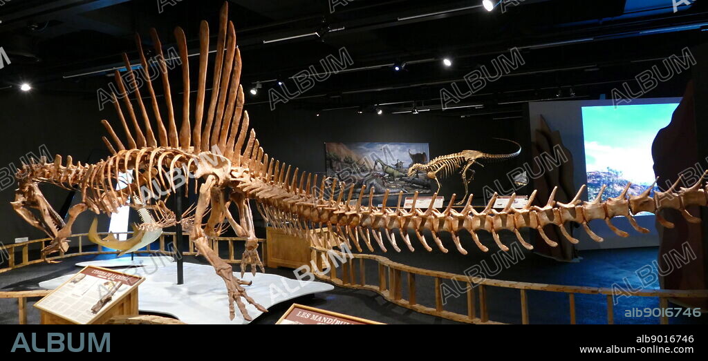 Skeleton of a Spinosaurus, a genus of theropod dinosaur.