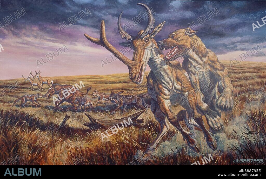 An Epicyon (giant dog) attacks a Synthetoceras (antelope-like cameloid) on the run. In the background, Hesperocyon (coyote-like dogs) attack a Platygonus (peccary). Pliocene Epoch of North America.