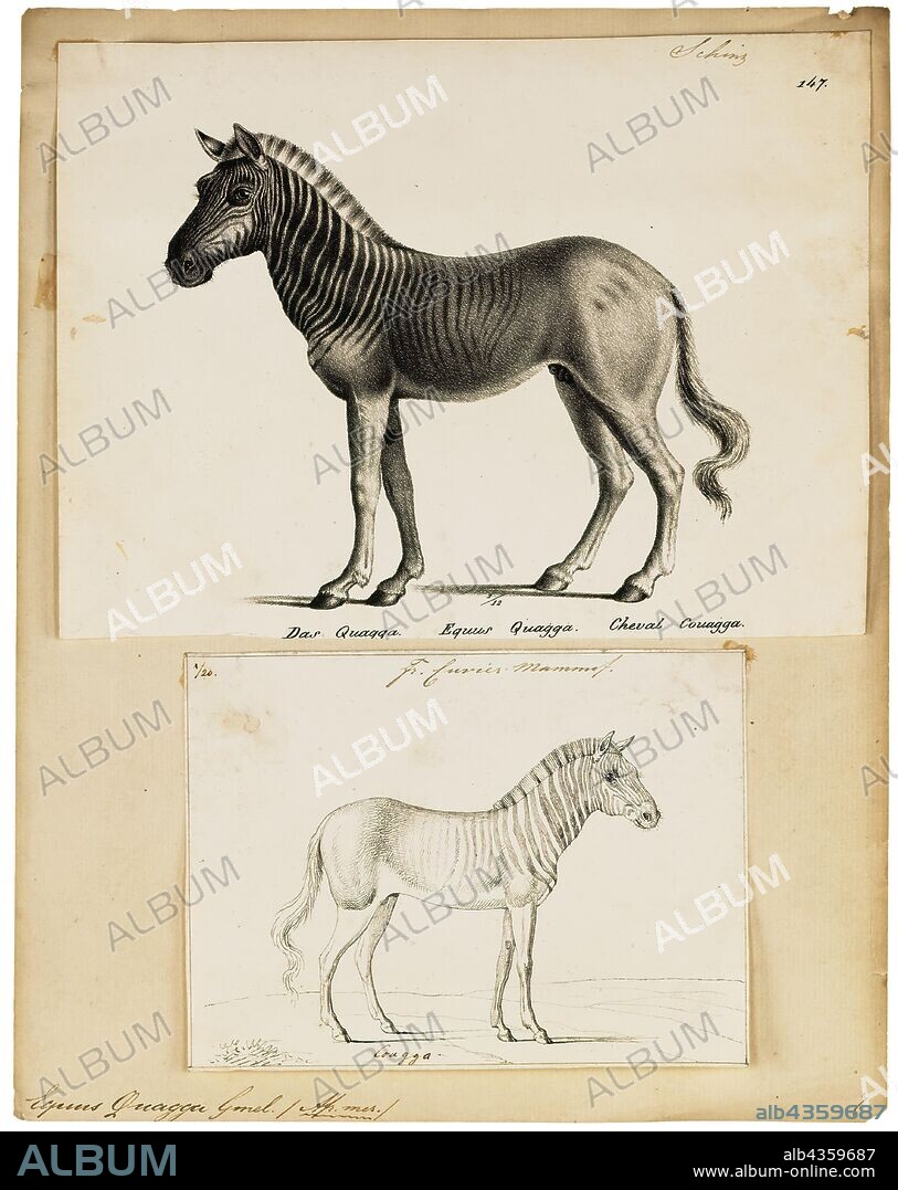 Equus quagga, Print, The plains zebra (Equus quagga, formerly Equus burchellii), also known as the common zebra, is the most common and geographically widespread species of zebra. Its range is fragmented, but spans much of southern and eastern Africa south of the Sahara. Six subspecies have been recognised including the extinct quagga which was thought to be a separate species. However, more recent research supports variations in zebra populations being clines rather than subspecies., 1700-1880.