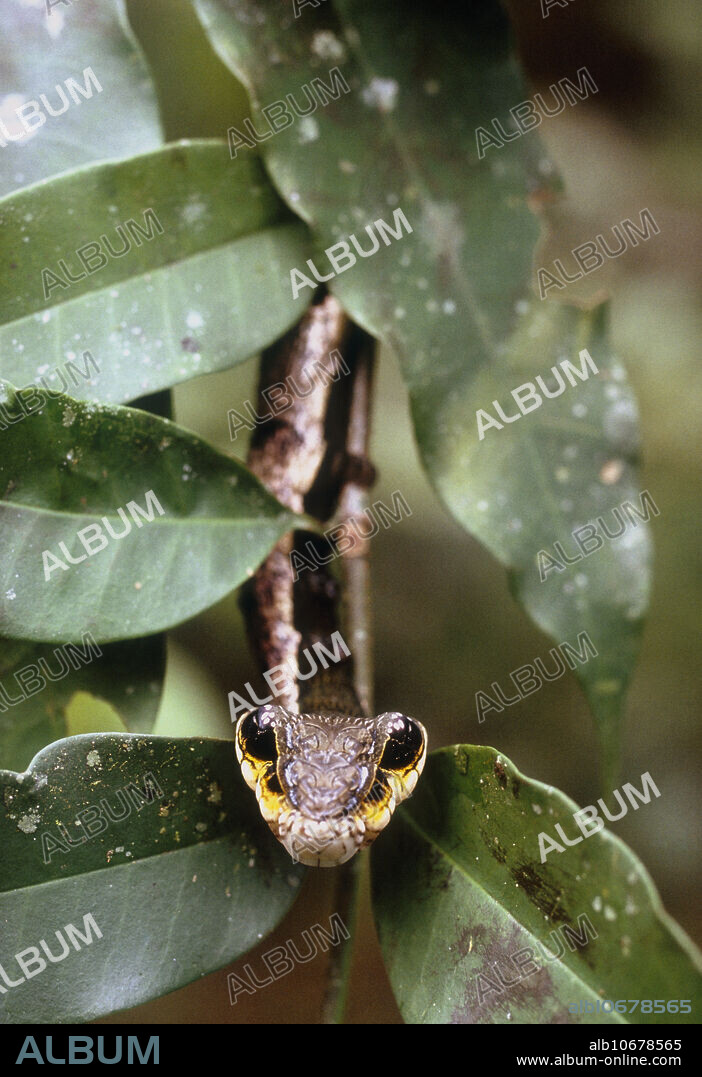 Caterpillar mimicking snake. Head of a caterpillar (family: Lepidoptera) which resembles a snake to deter predators. The imitation of a dangerous or toxic animal by an edible, harmless one is known as Batesian mimicry. Photographed in a rainforest in Costa Rica.