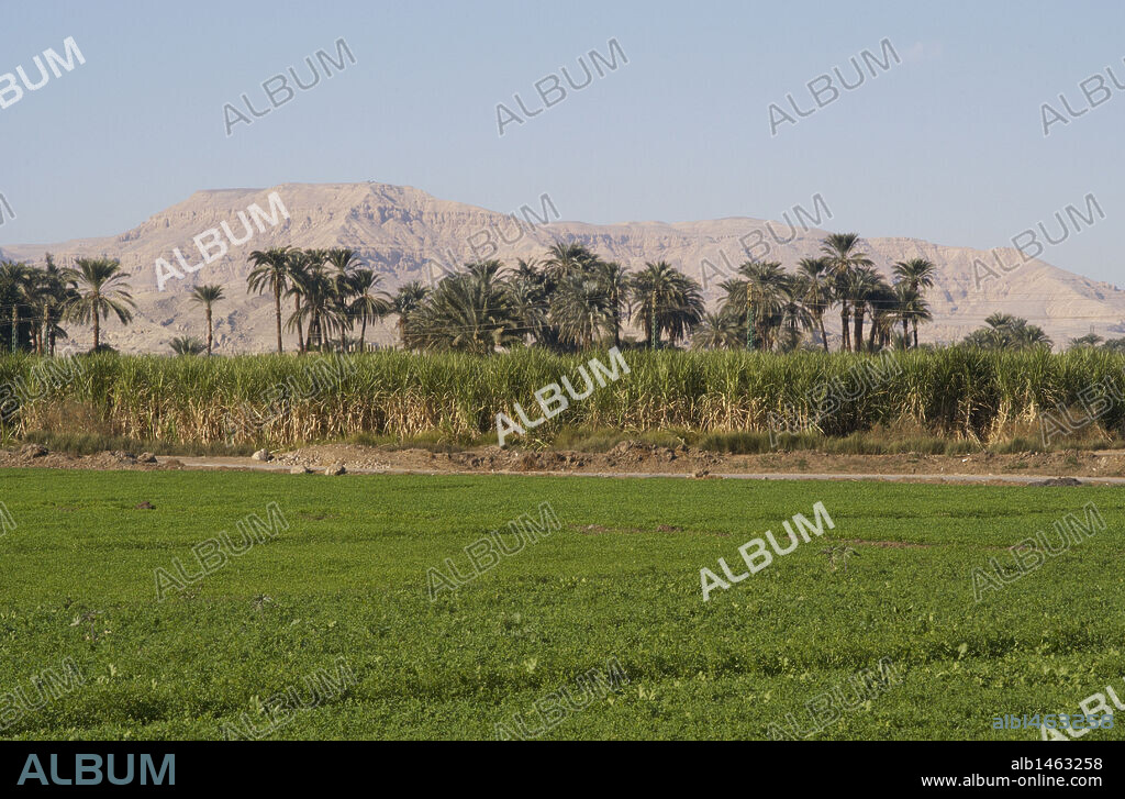 AGRICULTURA. EGIPTO. Zona de cultivos en la orilla oeste de Luxor. Norte de Africa.