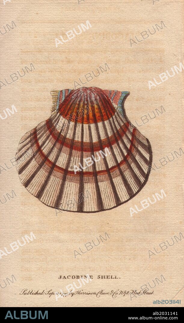 Jacobine shell or scallop. . "This shell is a bivalve of the family of Pectens or Escallops. The figure painted by Kleemann an ingenious German artist, represents the under side of the escallop, called by some the Shell of St. James and by others the Jacobine Shell.". . Handcoloured copperplate engraving from "The Naturalist's Pocket Magazine; or, Complete Cabinet of the Curiosities and Beauties of Nature" (1798~1802) published by Harrison, London.